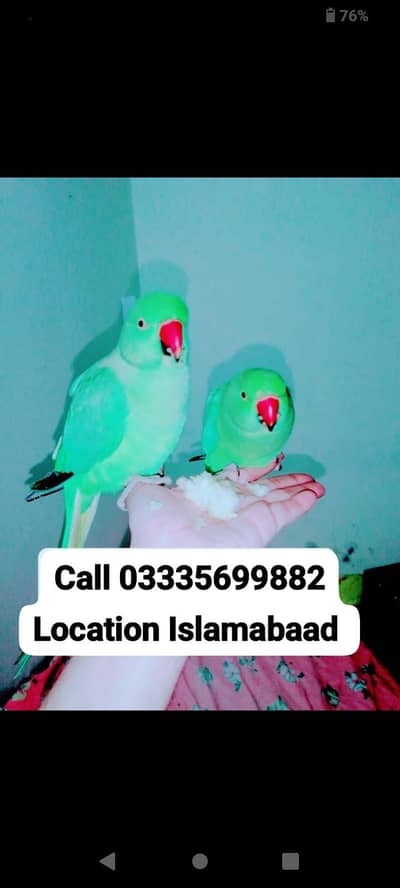 Single 5500 Handtamed Friendly Green ringneck parrots Male female