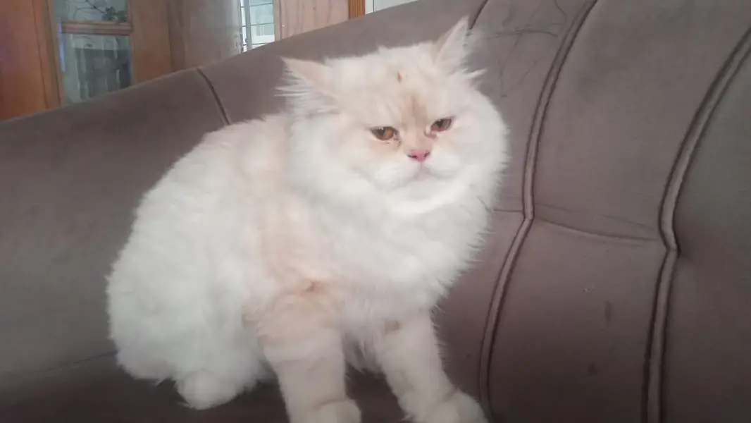 kitten and stud male — photo 3