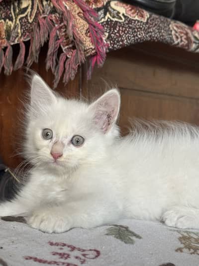 Persian Kittens For Sale