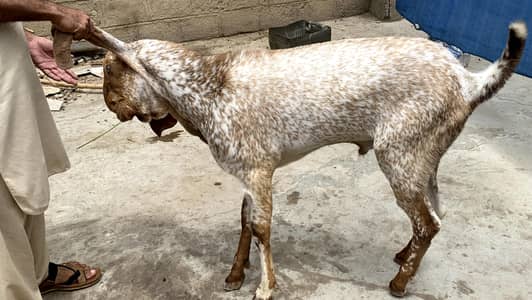 Bakra makka chinei