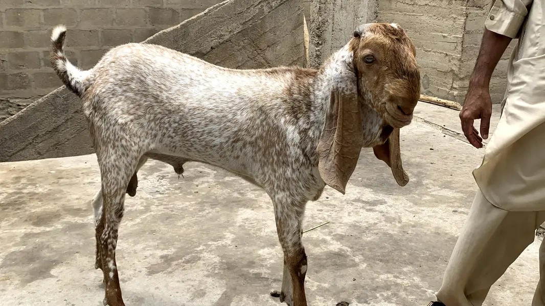 Bakra makka chinei — photo 2