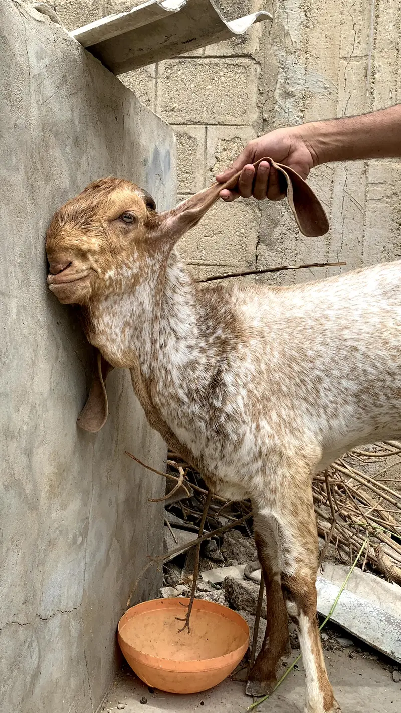 Bakra makka chinei — photo 5