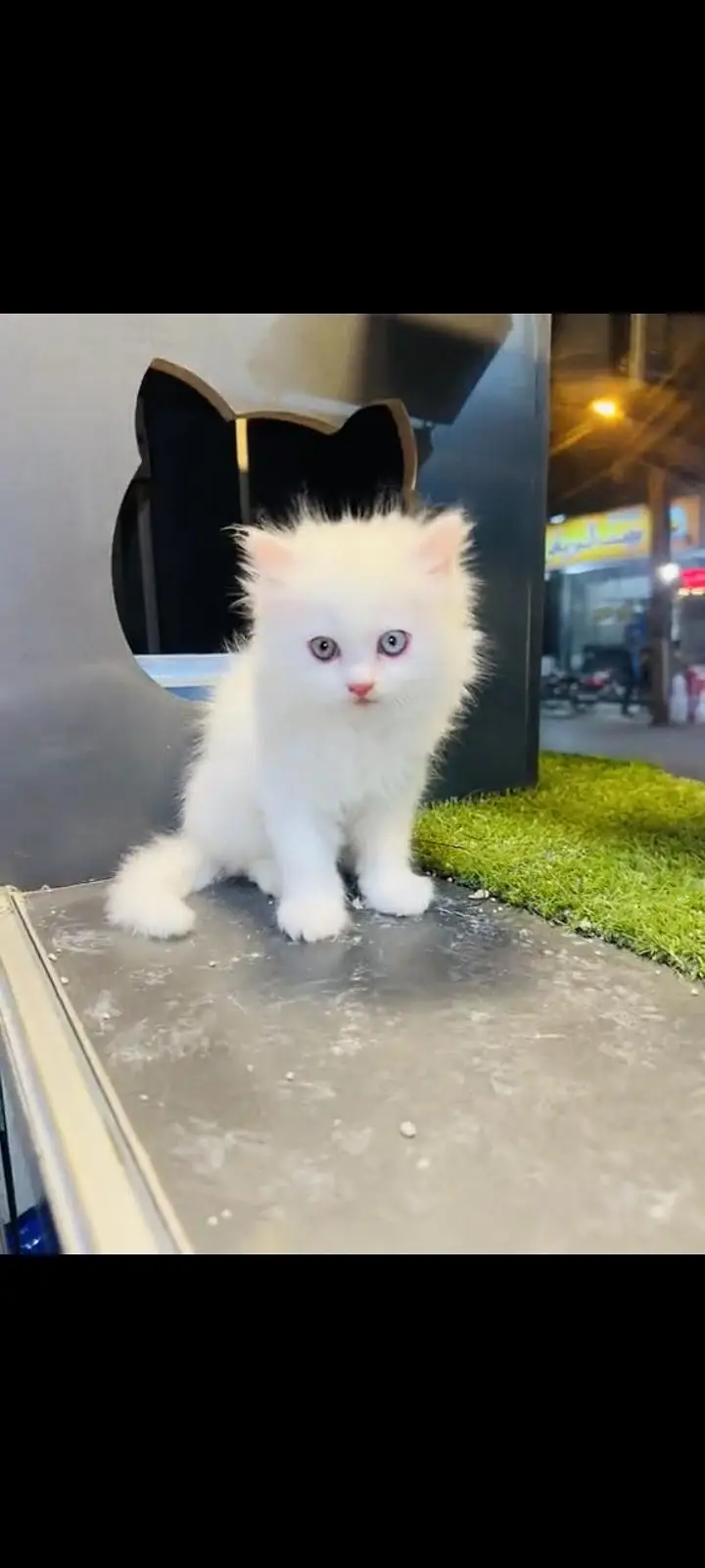 persian cat for sale — photo 2