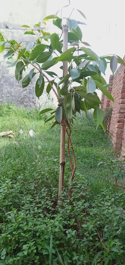 Plants for sale