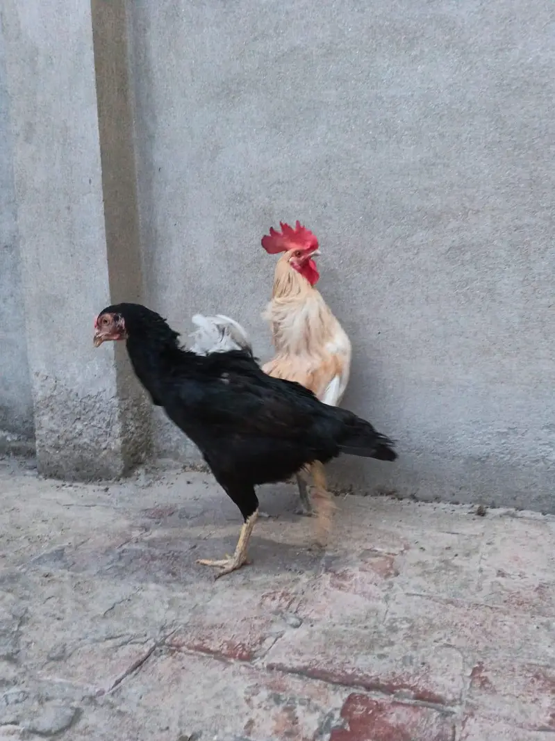 Desi Murgha Murghi — photo 3