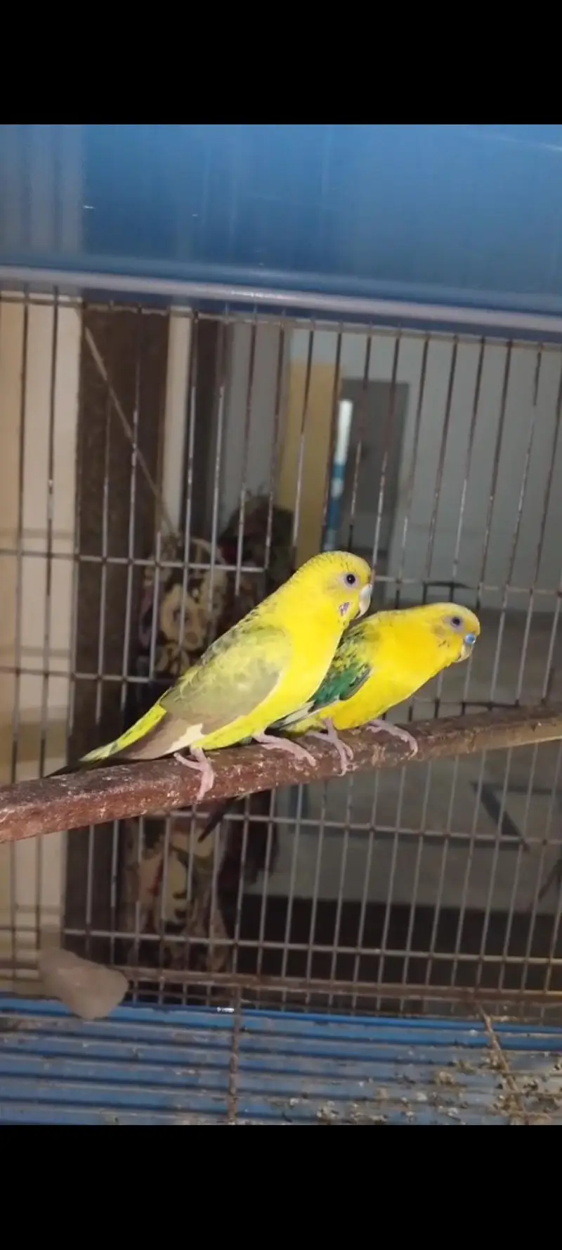 Breeder pair — photo 2