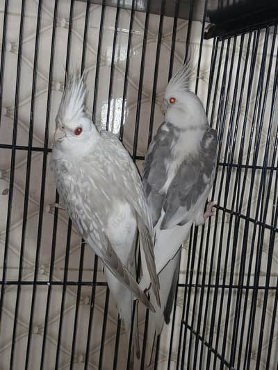 fellow V pied  Common white cocktail pair sale Bolta ha hand tamed tha