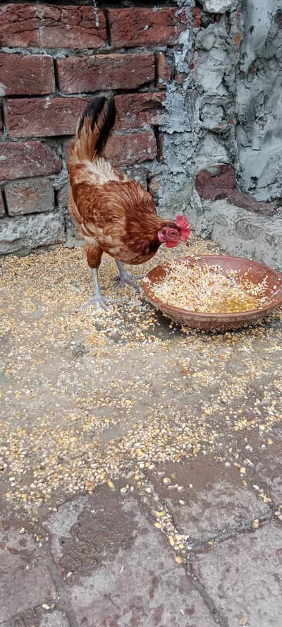 Golden misri hens