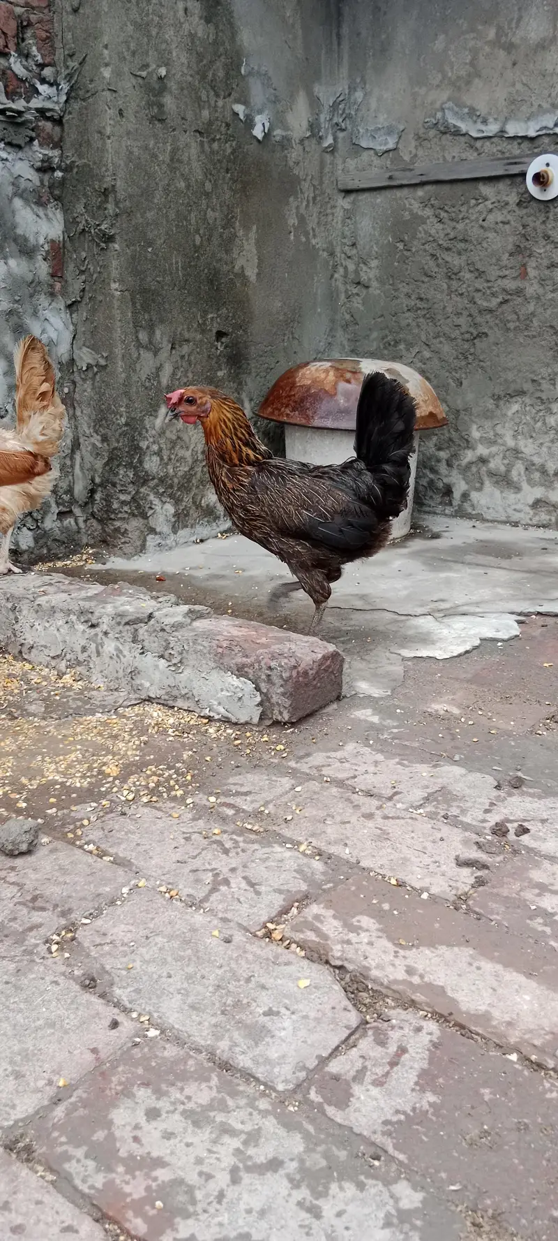 Golden misri hens — photo 2