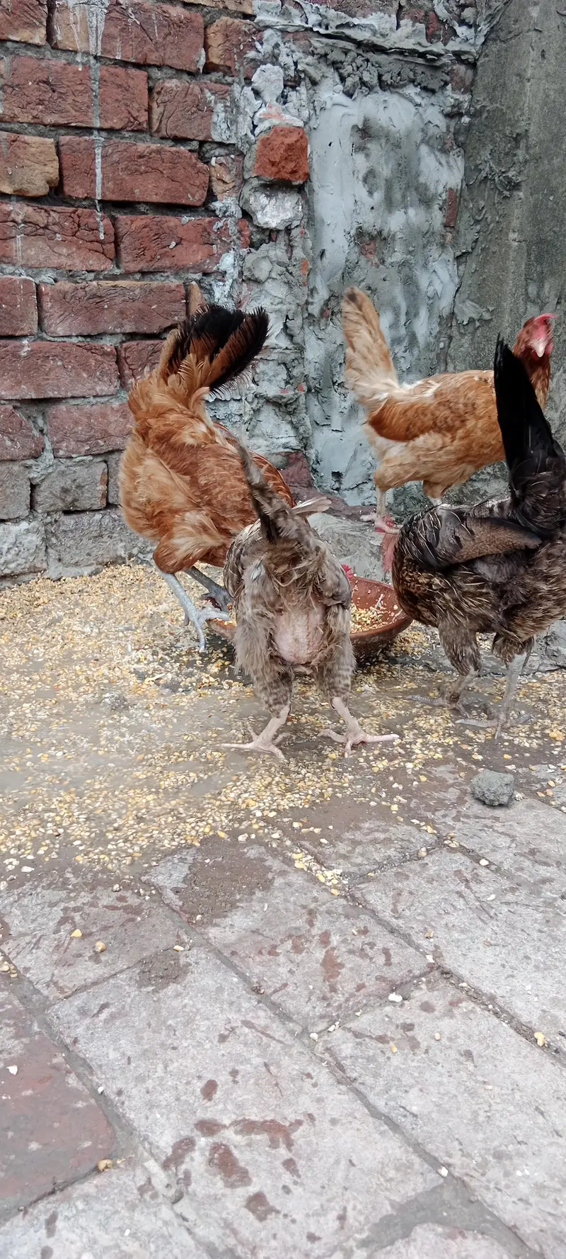 Golden misri hens — photo 3
