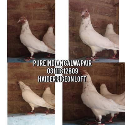 breeder pair for sale