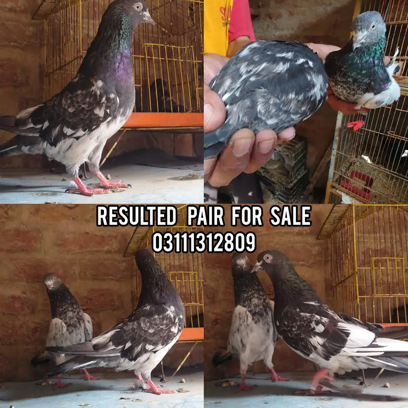 breeder pair for sale — photo 3