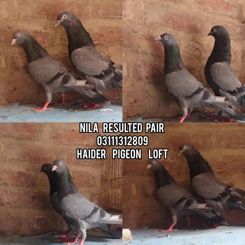 breeder pair for sale — photo 5
