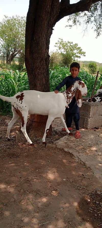 Goat for sale