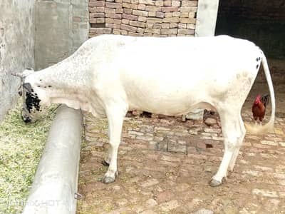 Cow aur bachri for Sale