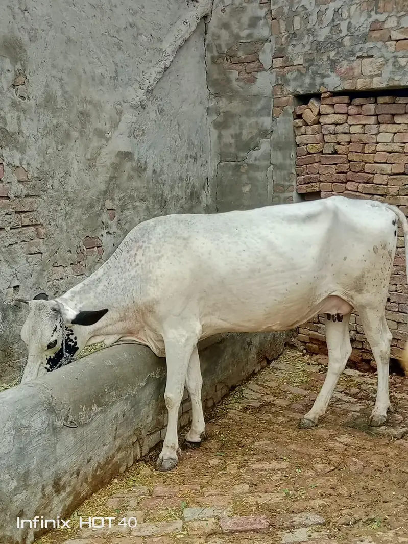 Cow aur bachri for Sale — photo 2