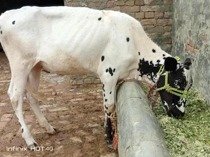 Cow aur bachri for Sale — photo 3