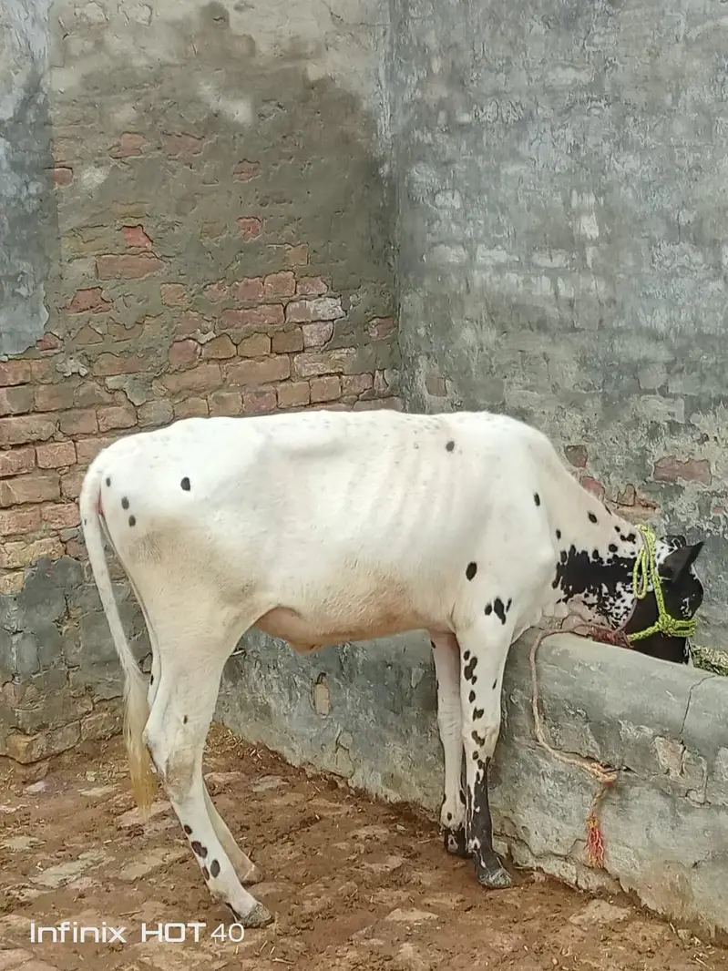 Cow aur bachri for Sale — photo 4