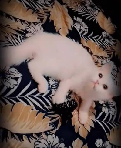 pure white persion cats 1 pair for sale