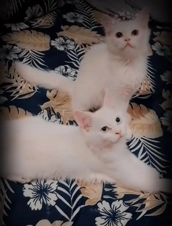 pure white persion cats 1 pair for sale — photo 2