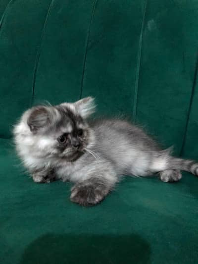 Persian kittens