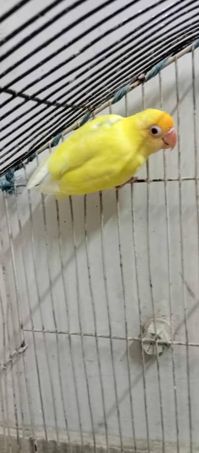 male for sale