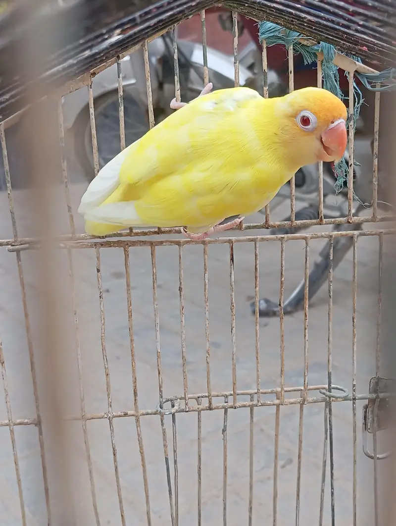 male for sale — photo 2