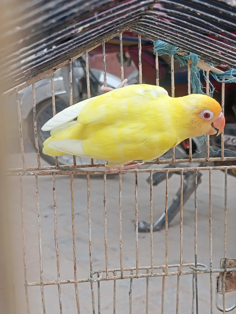 male for sale — photo 3