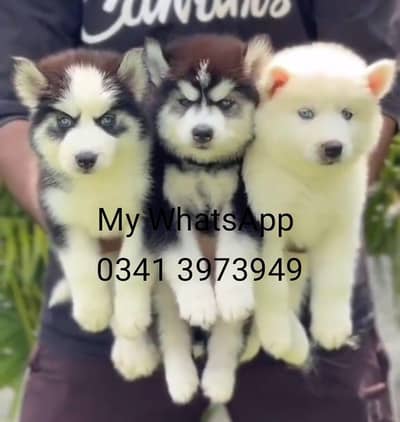 Siberian Husky for sale