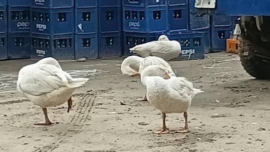 4 ducks 2 mail or 2 feemail
