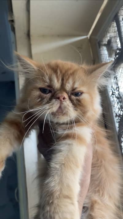 Persian piki peki feemale kittens cats