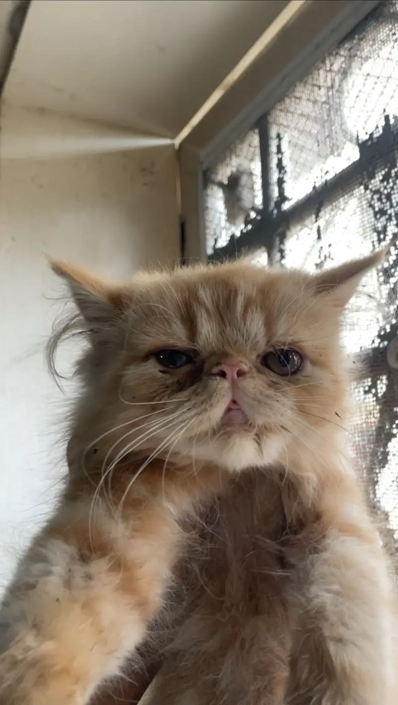 Persian piki peki feemale kittens cats — photo 3