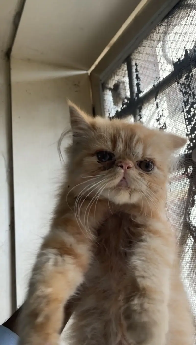 Persian piki peki feemale kittens cats — photo 4