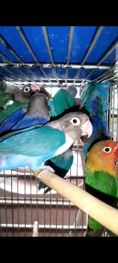 Lovebirds Pair Available