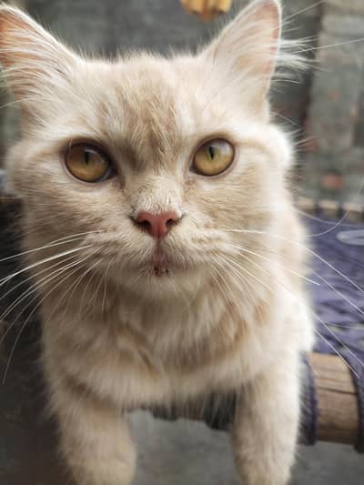 Healthy & Cute Pet Cat – Friendly and Playful