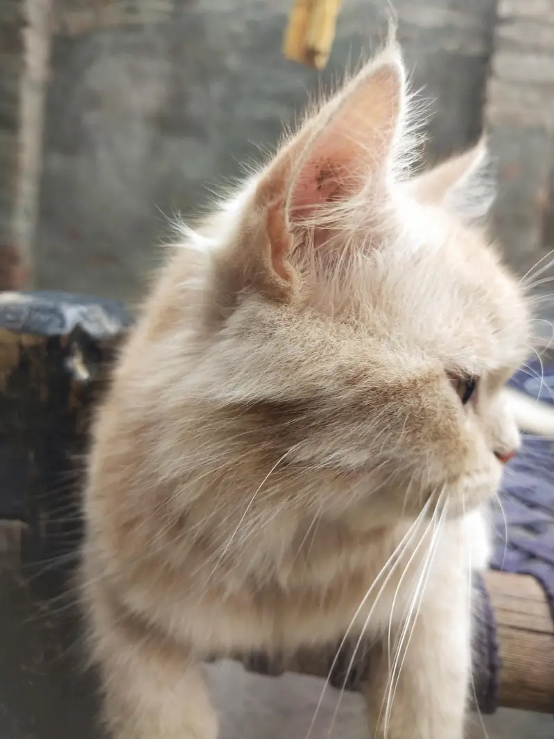 Healthy & Cute Pet Cat – Friendly and Playful — photo 2