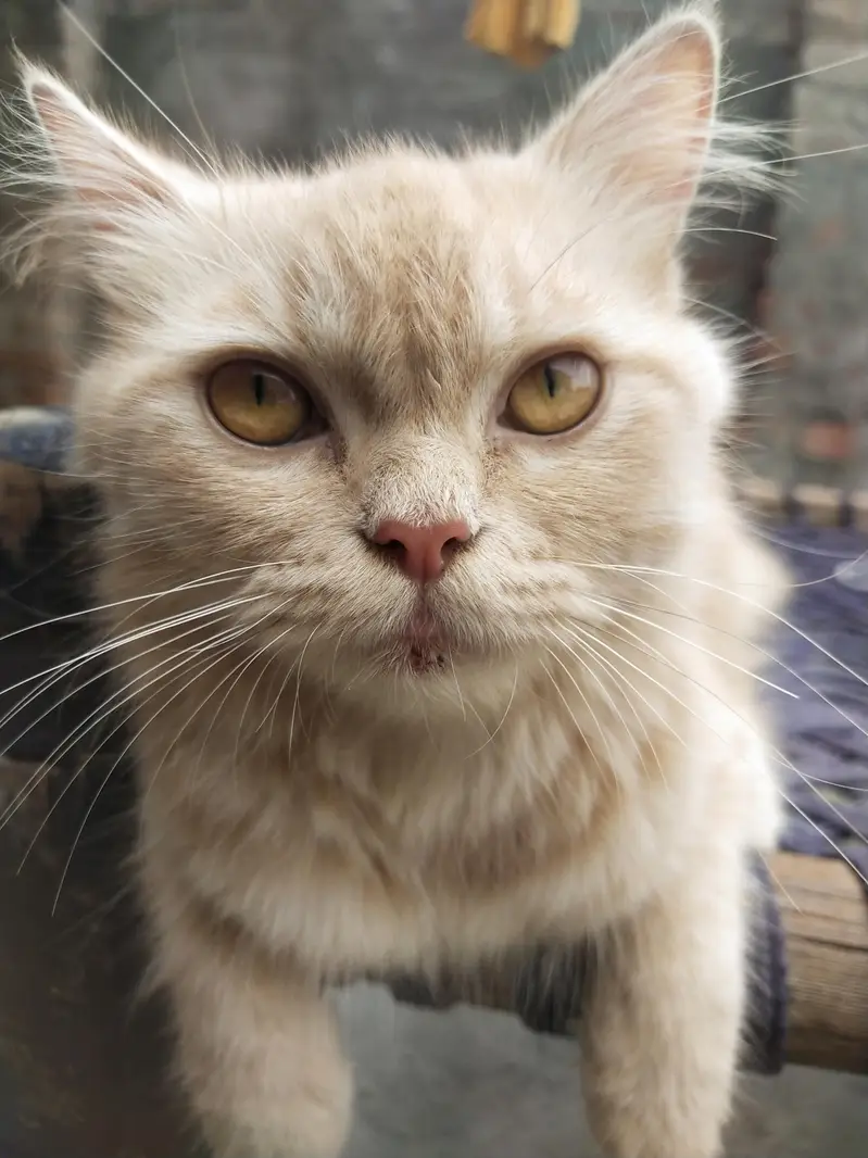 Healthy & Cute Pet Cat – Friendly and Playful — photo 3