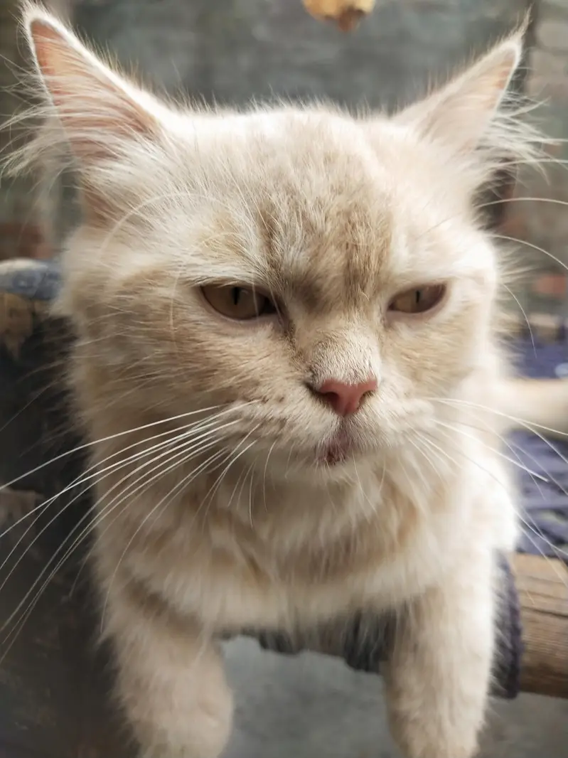 Healthy & Cute Pet Cat – Friendly and Playful — photo 4