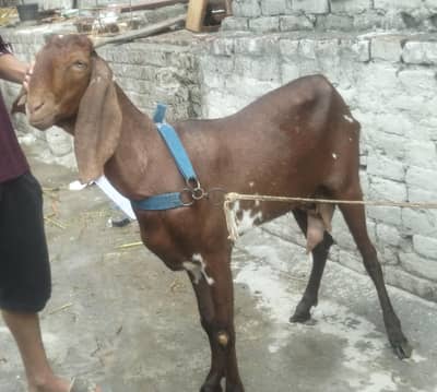 dasi bakri highet 37 length 38 brown colour