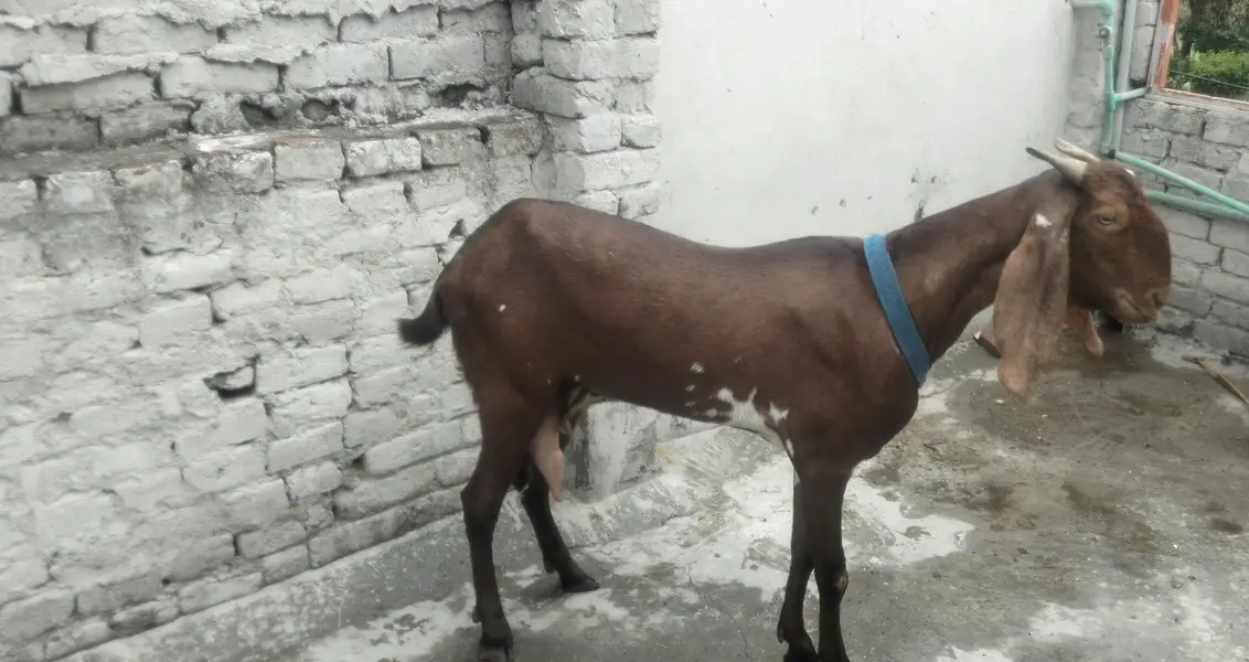 dasi bakri highet 37 length 38 brown colour — photo 2