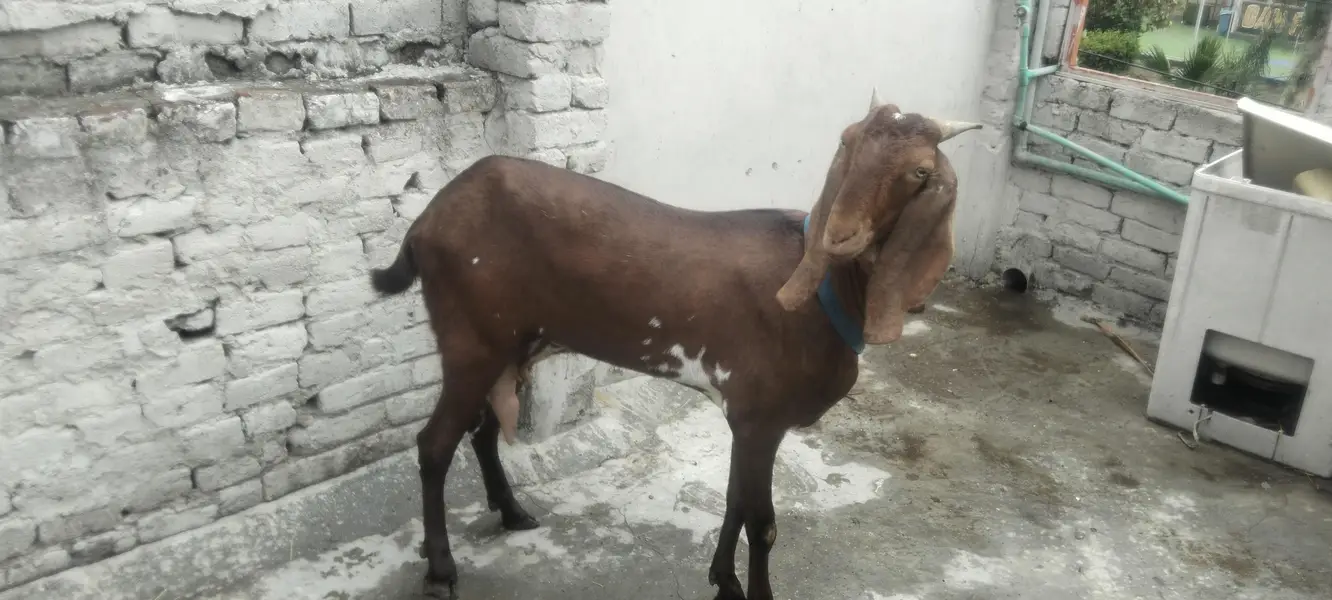 dasi bakri highet 37 length 38 brown colour — photo 3