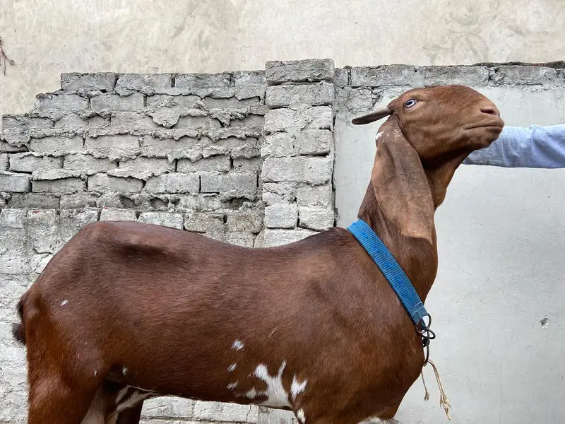 dasi bakri highet 37 length 38 brown colour — photo 4