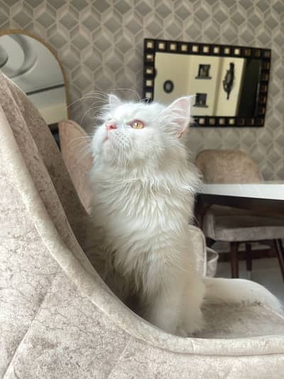 White Persian with accessories