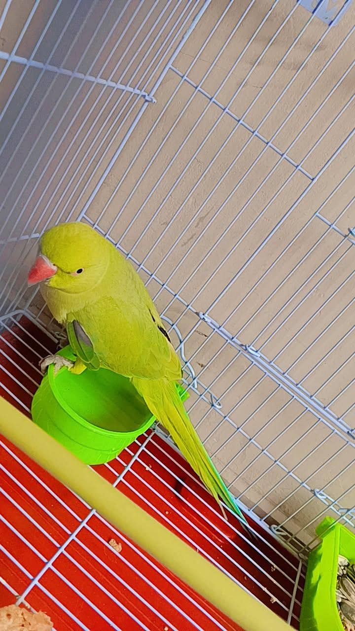 parrot 0