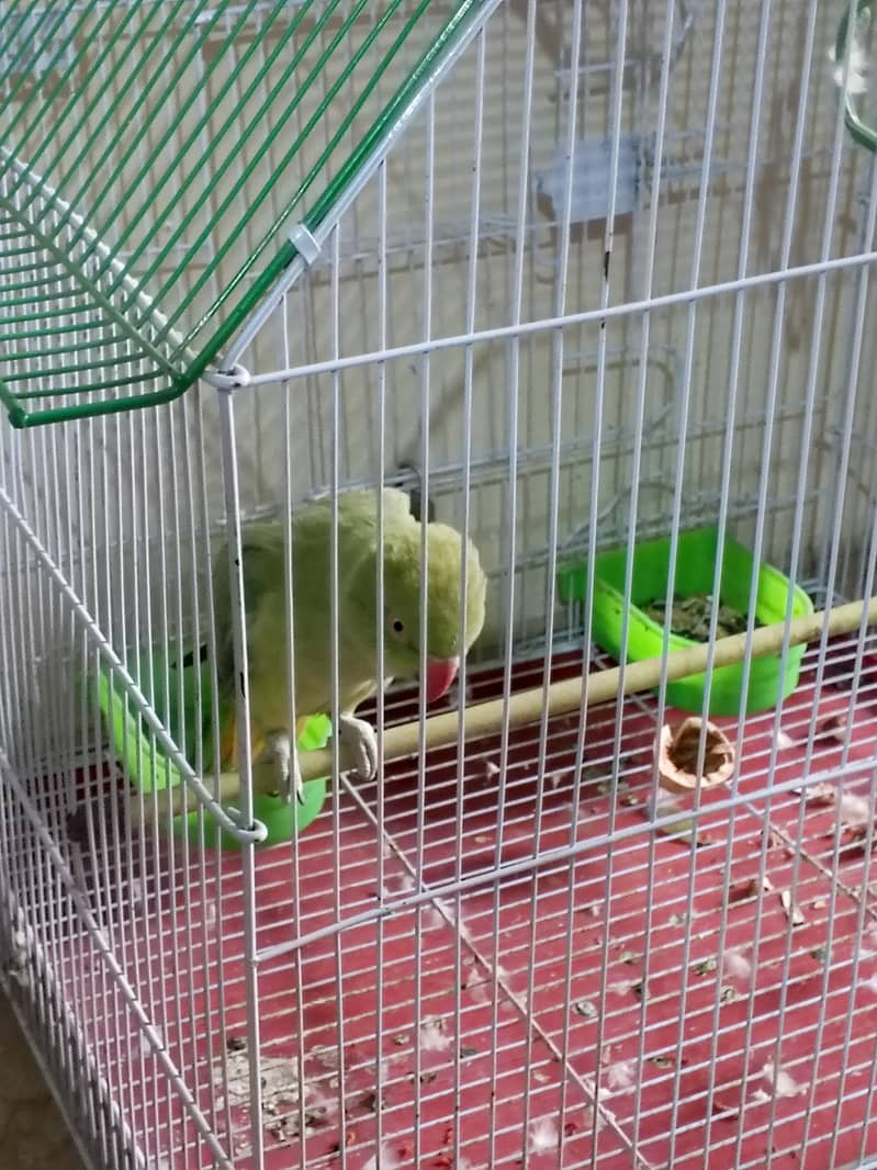 parrot 1