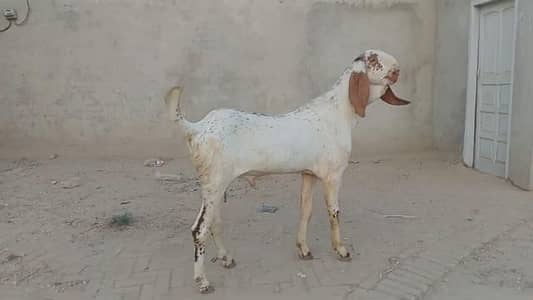 desi Bakra for sale//03487390292