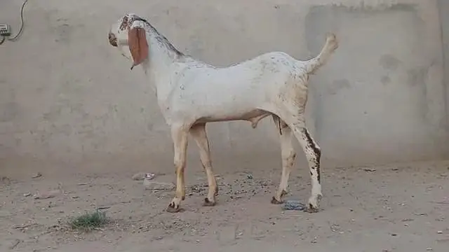 desi Bakra for sale//03487390292 — photo 2