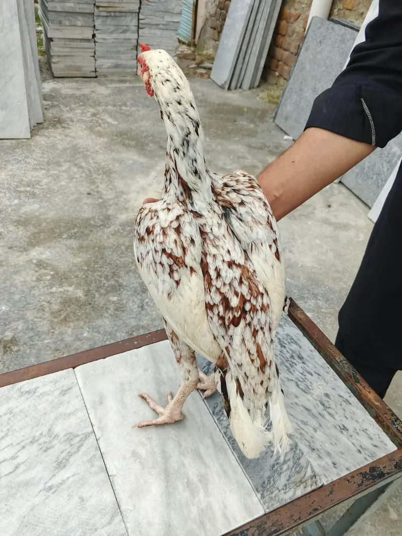 Cheeni Madhi. . . . — photo 2