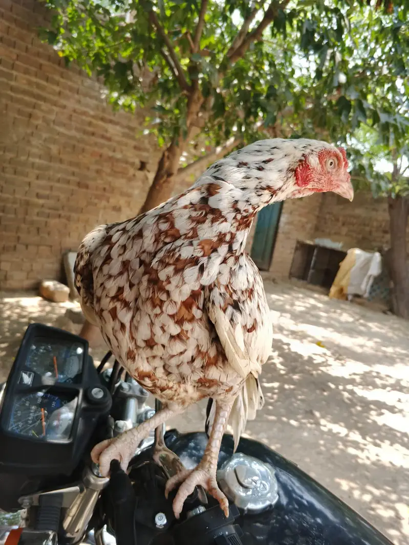 Cheeni Madhi. . . . — photo 4