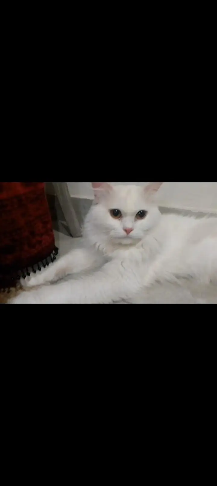 Persian male on urgent sale — photo 2